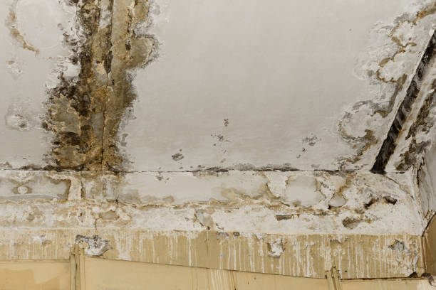 Best Commercial Mold Inspection  in Mountain Brook, AL