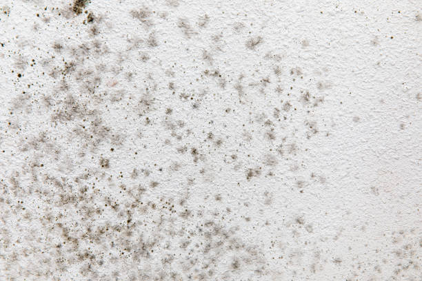 Best Water Damage & Mold Remediation  in Mountain Brook, AL