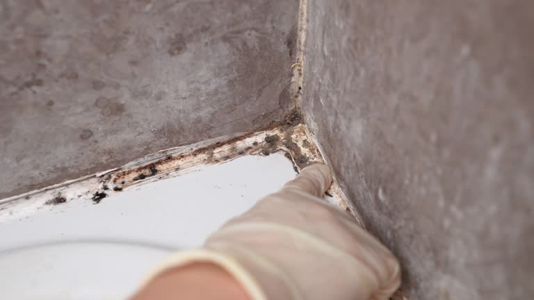 Best Post-Construction Mold Inspection  in Mountain Brook, AL