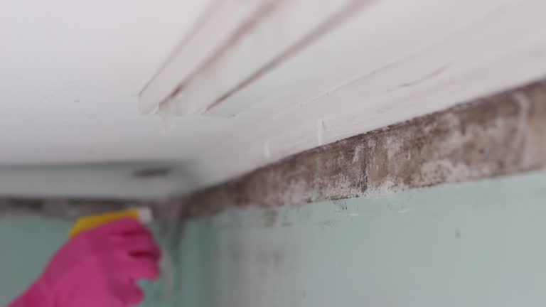 Best Mold Prevention Services  in Mountain Brook, AL